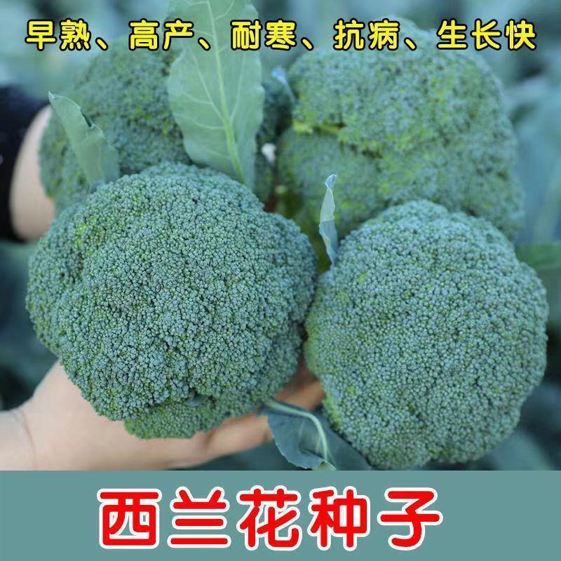川禾耐寒花王西兰花种子早中熟90天球面光滑青花花椰菜