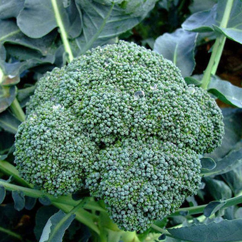 川禾耐寒花王西兰花种子早中熟90天球面光滑青花花椰菜