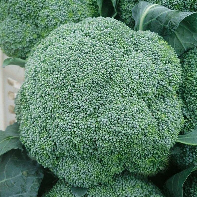 川禾耐寒花王西兰花种子早中熟90天球面光滑青花花椰菜