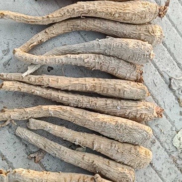 【推荐】白芷：亳白芷各种规格干净无杂质产地直发量大优包邮