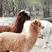 羊驼景区动物园萌宠听话的羊驼，规格齐全，送货到家