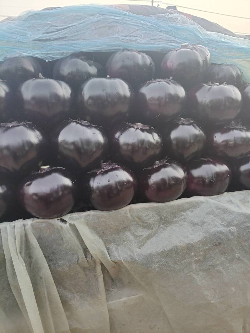 河北冷棚圆茄，黑亮个匀实，供应电商批发商，诚信代发全国，