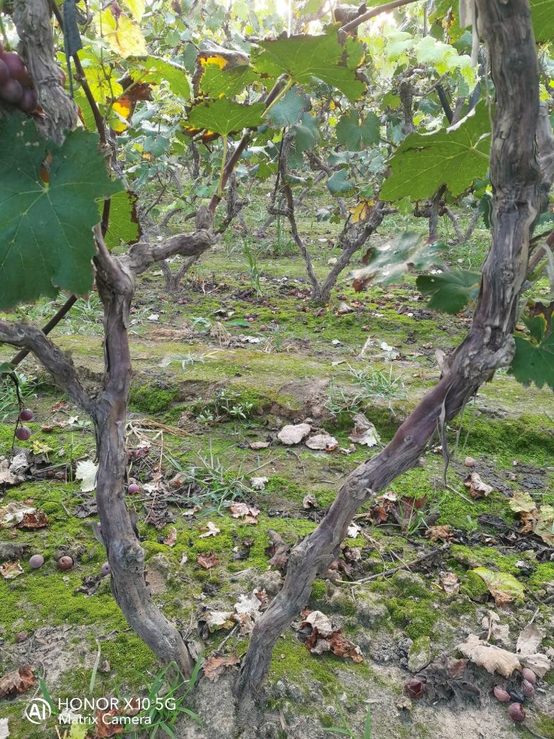 大量出售占地葡萄棵、葡萄苗