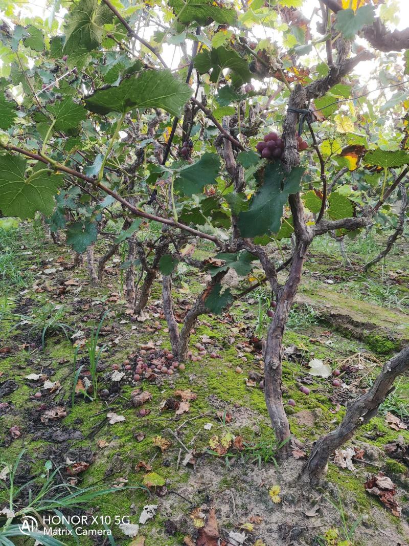 大量出售占地葡萄棵、葡萄苗