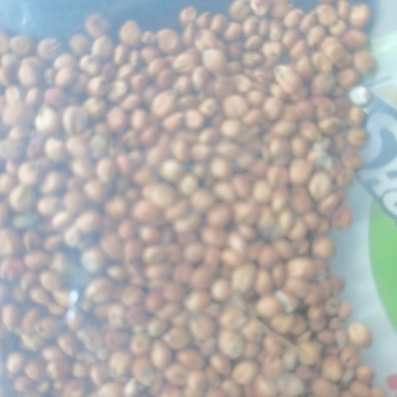 红缨子高粮