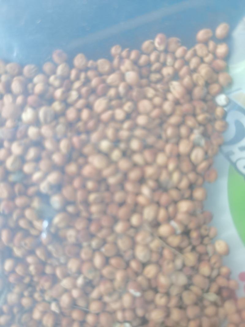 红缨子高粮