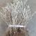 鹿茸草干货六月霜白毛鹿茸草纯净无杂草晒干大量有