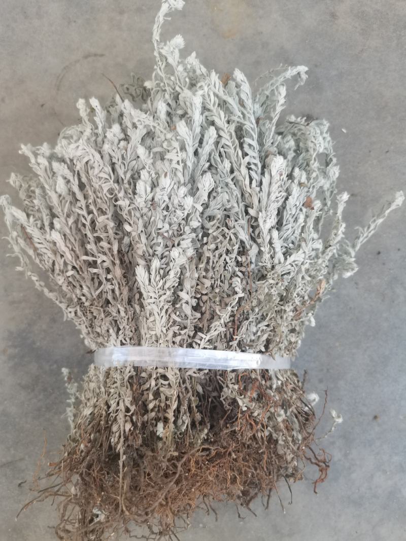 鹿茸草干货六月霜白毛鹿茸草纯净无杂草晒干大量有