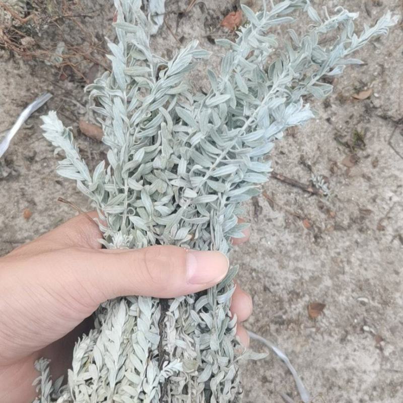 鹿茸草干货六月霜白毛鹿茸草纯净无杂草晒干大量有