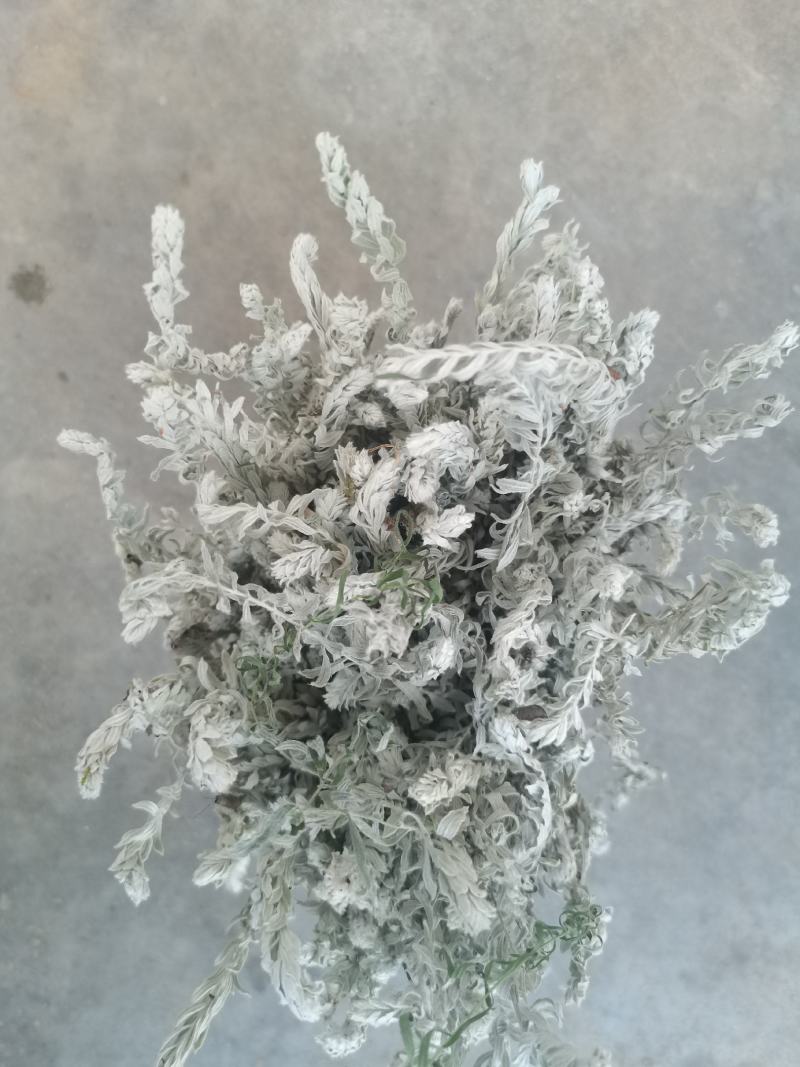 鹿茸草干货六月霜白毛鹿茸草纯净无杂草晒干大量有
