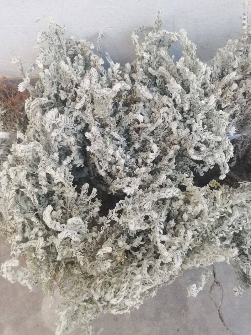 鹿茸草干货六月霜白毛鹿茸草纯净无杂草晒干大量有