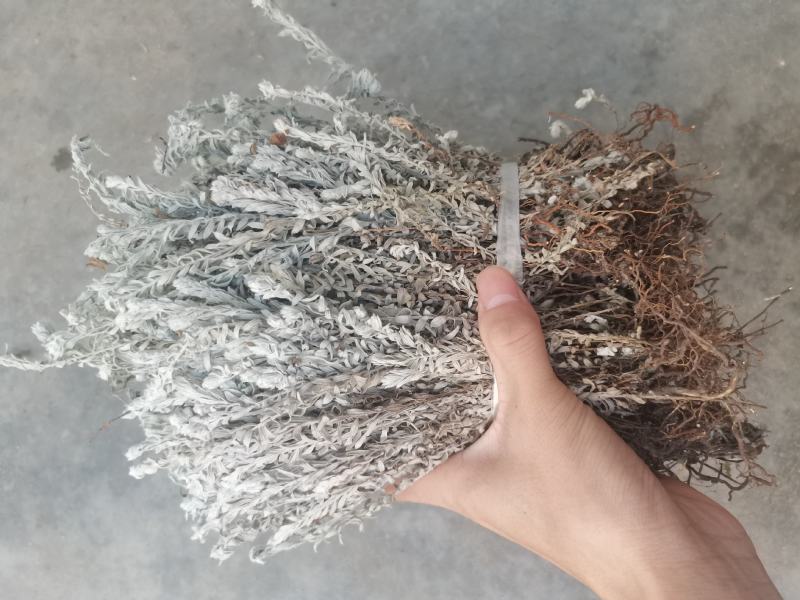 鹿茸草干货六月霜白毛鹿茸草纯净无杂草晒干大量有