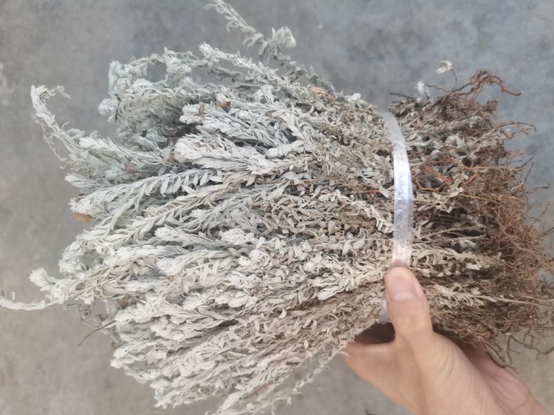 鹿茸草干货六月霜白毛鹿茸草纯净无杂草晒干大量有
