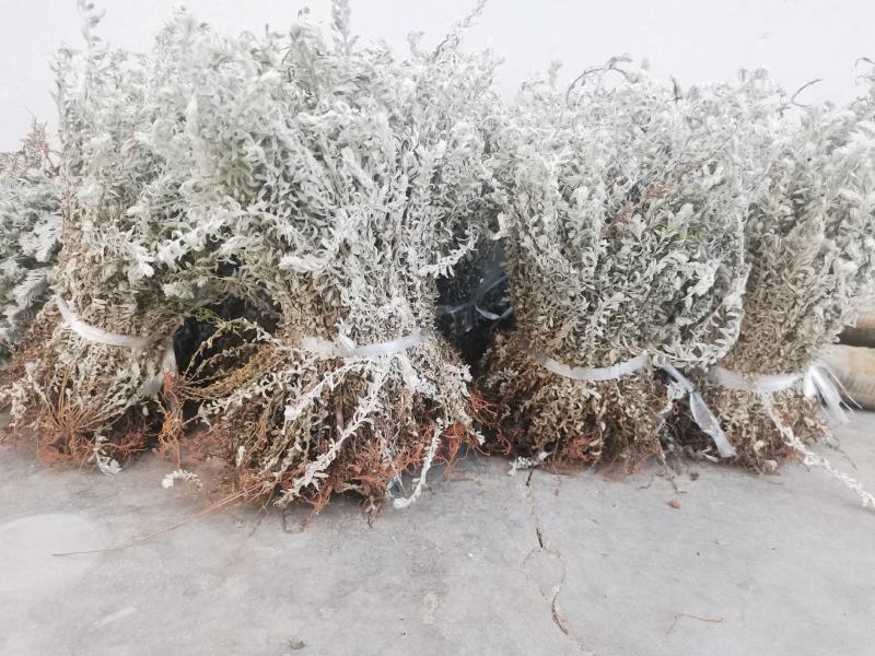 鹿茸草干货六月霜白毛鹿茸草纯净无杂草晒干大量有