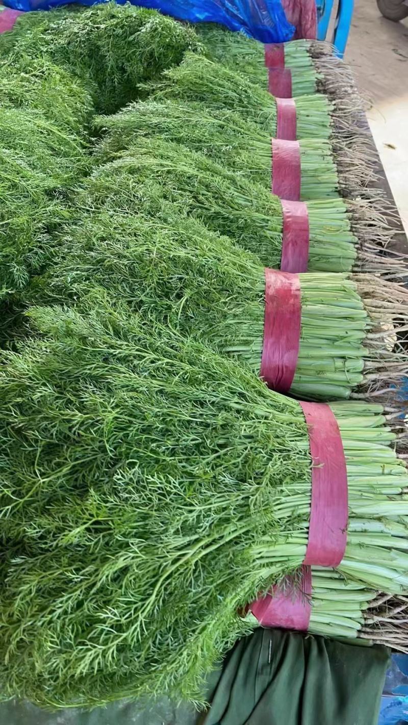 本地茴香苗常年供货质量不错颜色鲜亮