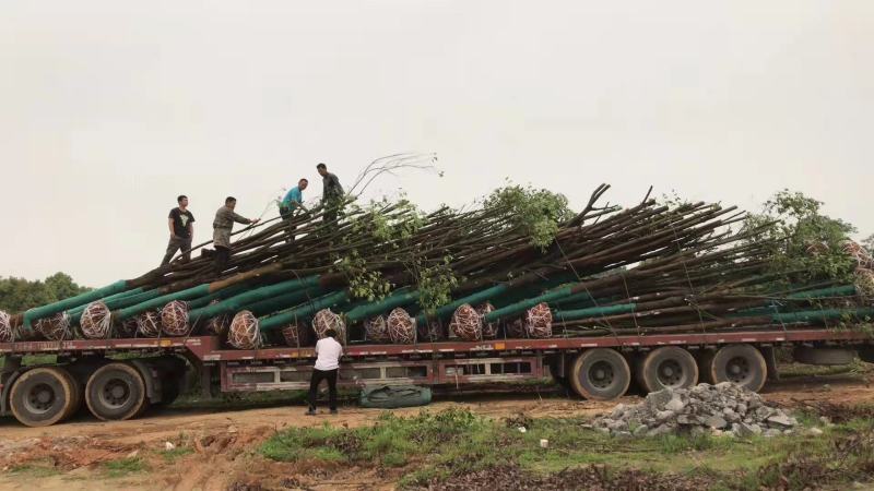 香樟树樟树2一30公分光杆的苗地自产自销量大从优