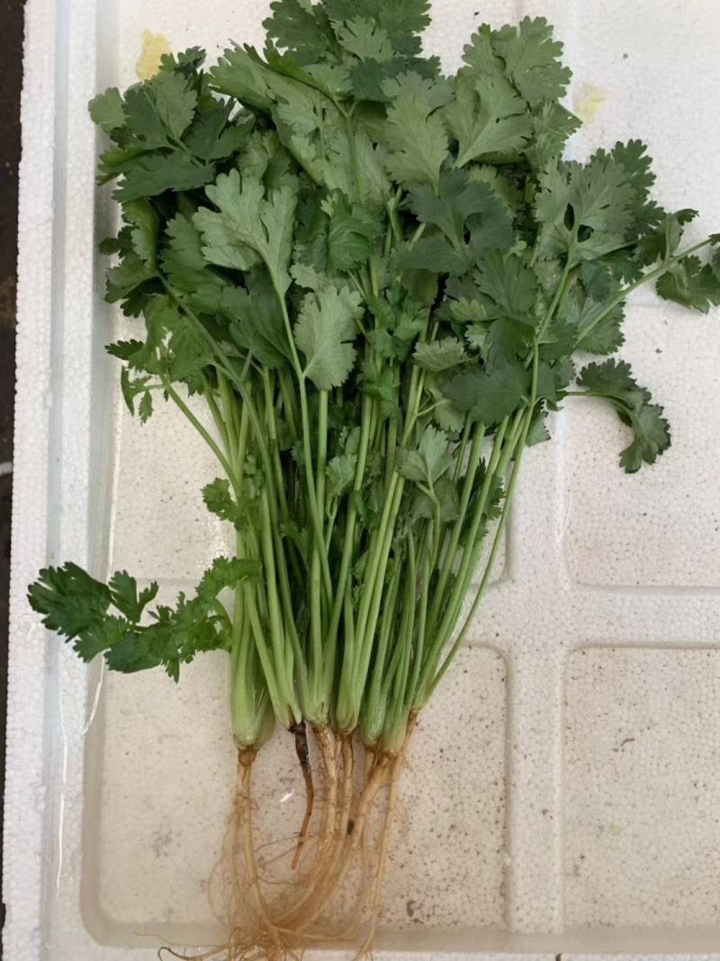 河北邯郸香菜大量上市中，质量保证