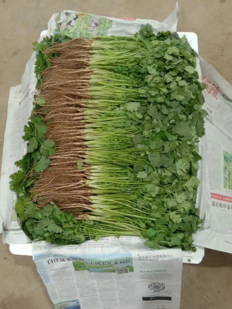河北邯郸香菜大量上市中，质量保证