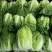 【推荐】凌海白菜黄心大白菜产地直供货源充足