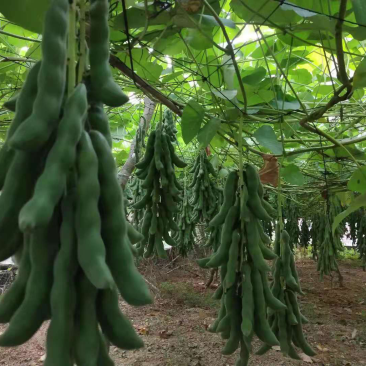 广西狗爪豆狗儿豆猫爪豆龙爪豆产地直发整车物流一件代发