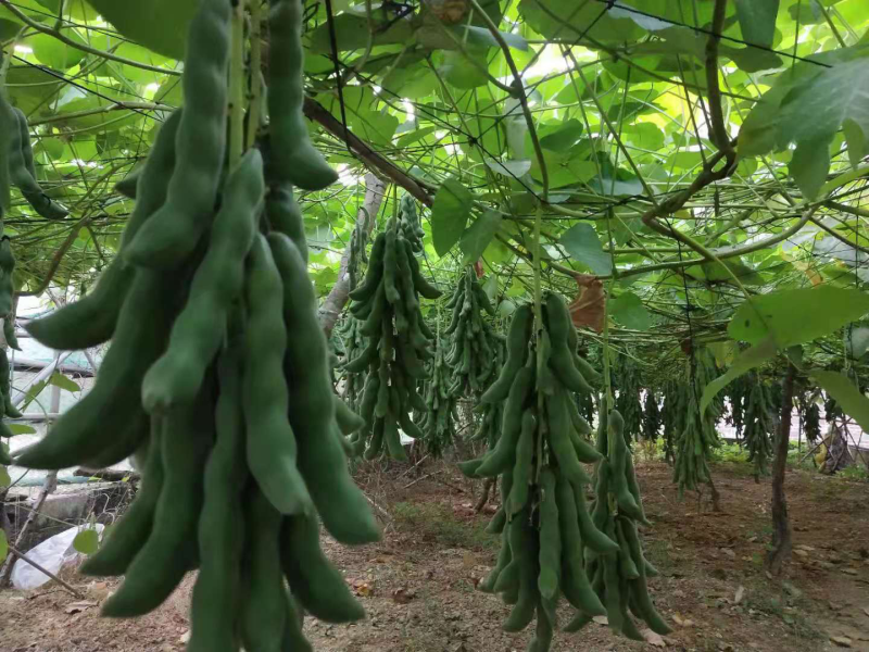 广西狗爪豆狗儿豆猫爪豆龙爪豆产地直发整车物流一件代发