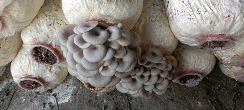 平菇菌包