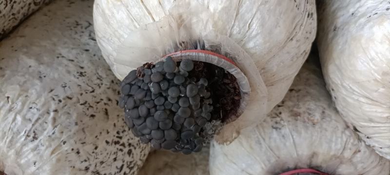 平菇菌包