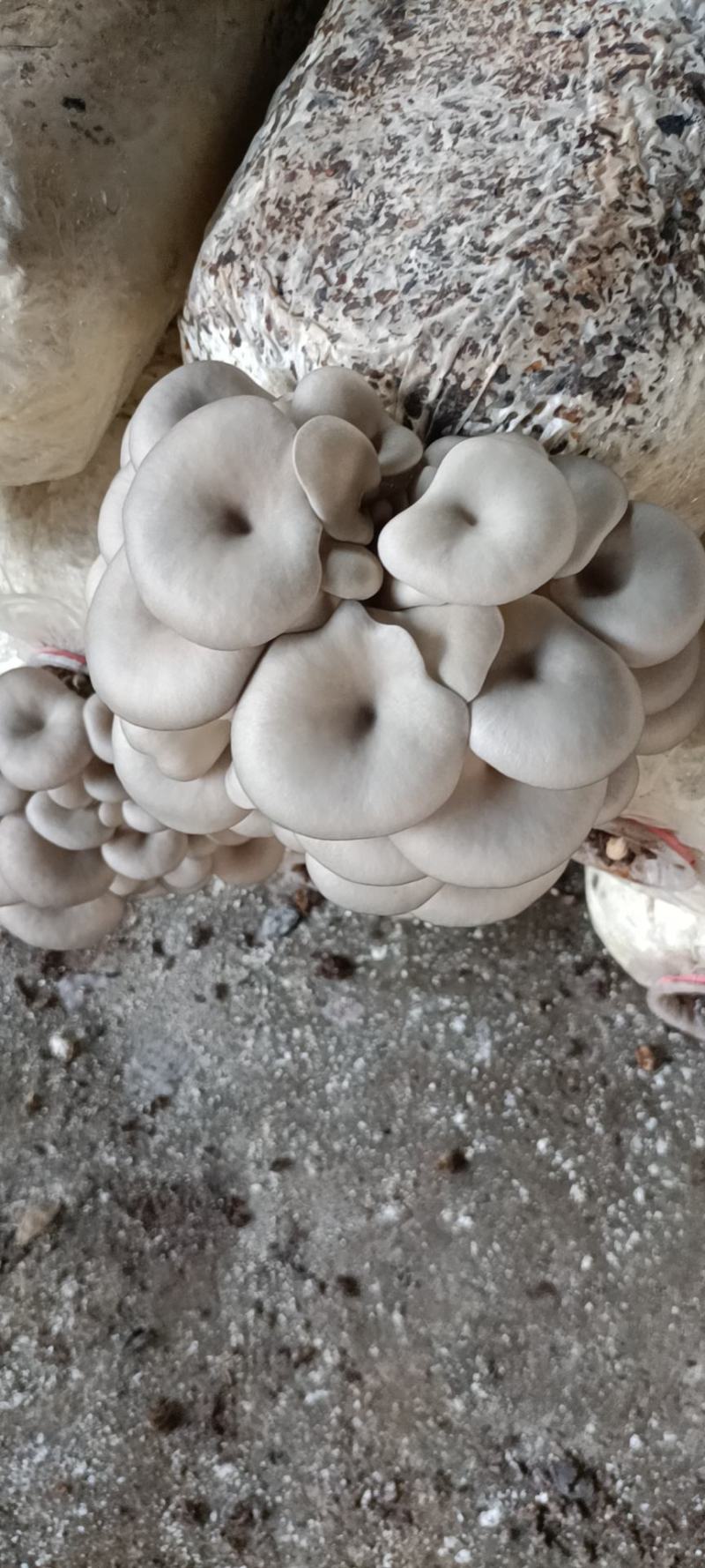 平菇菌包