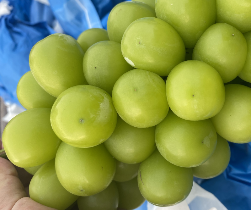 精品阳光玫瑰葡萄一手货源对接全国市场商超可视频看货