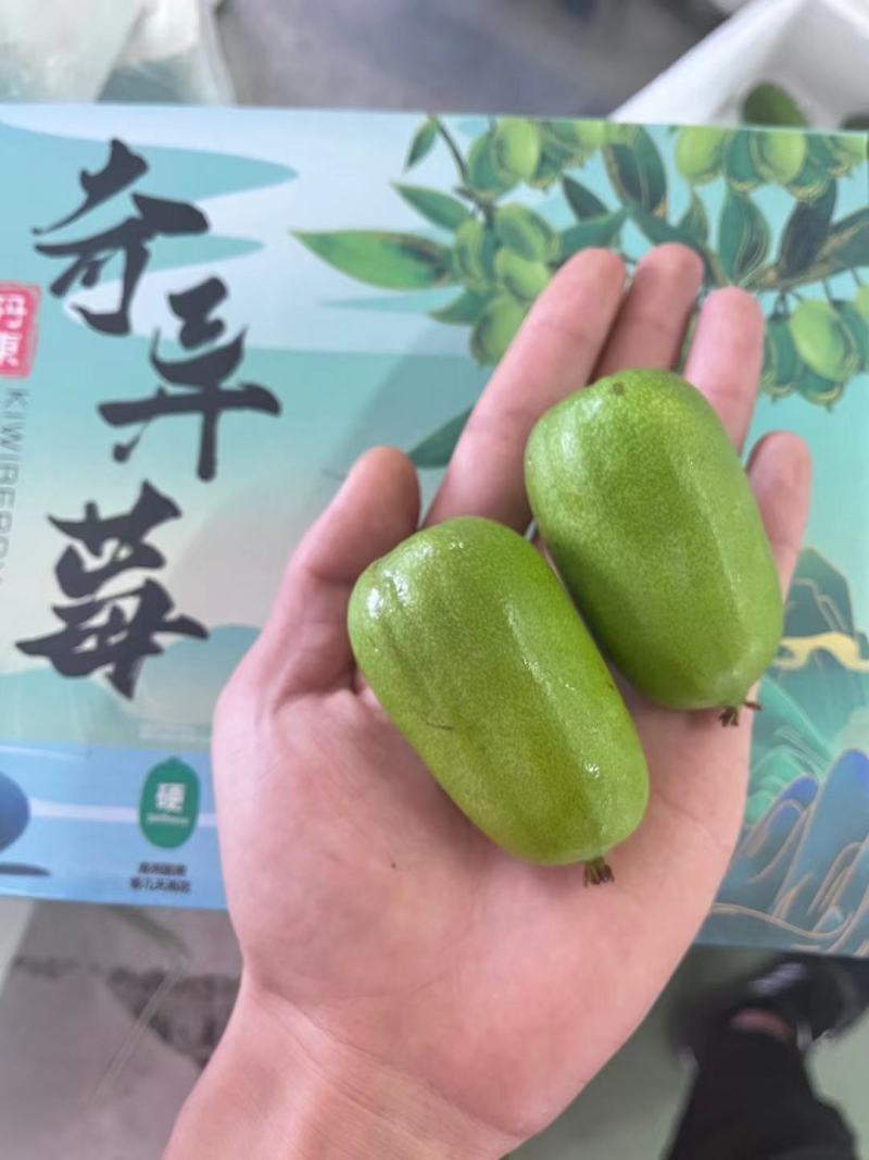 丹东软枣猕猴桃VC小仓库