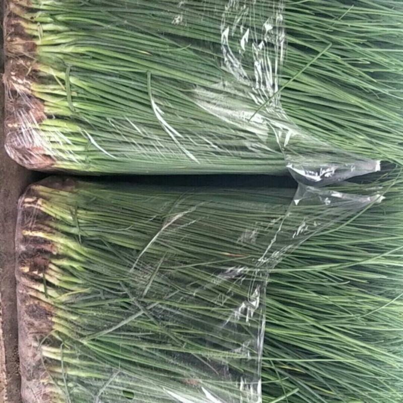 精品小葱