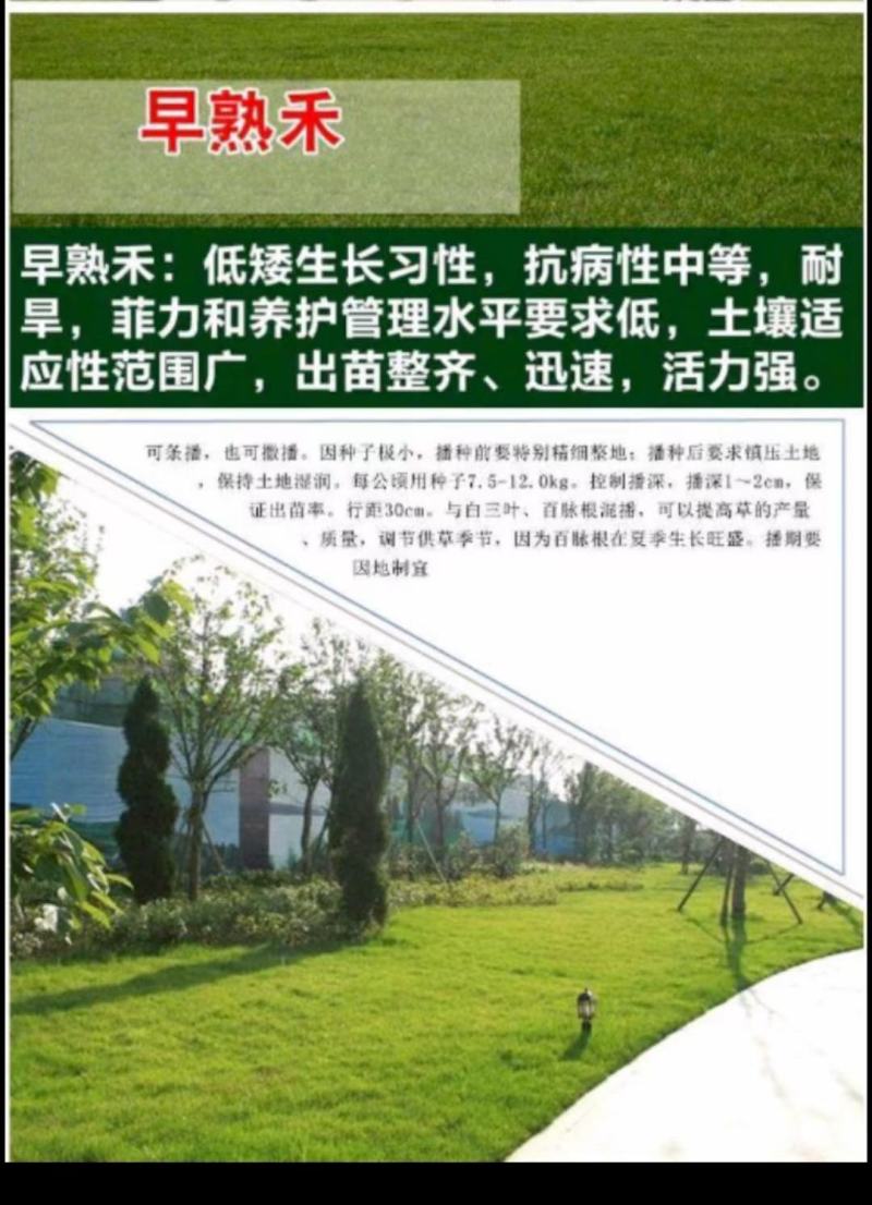 草坪种子四季青庭院护坡绿化紫羊茅高羊茅草坪草种子