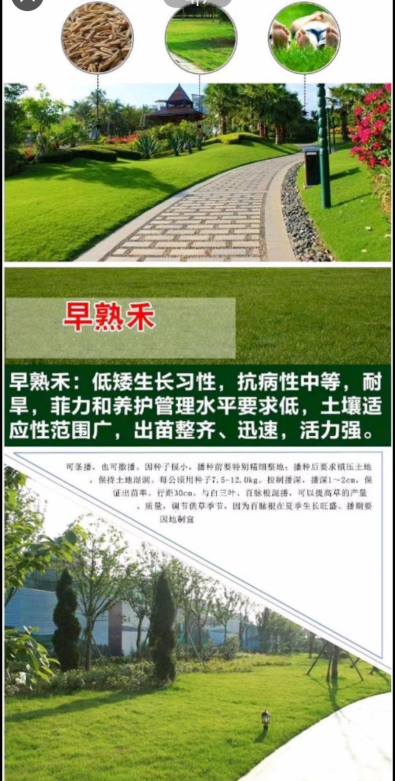 草坪种子四季青庭院护坡绿化紫羊茅高羊茅草坪草种子