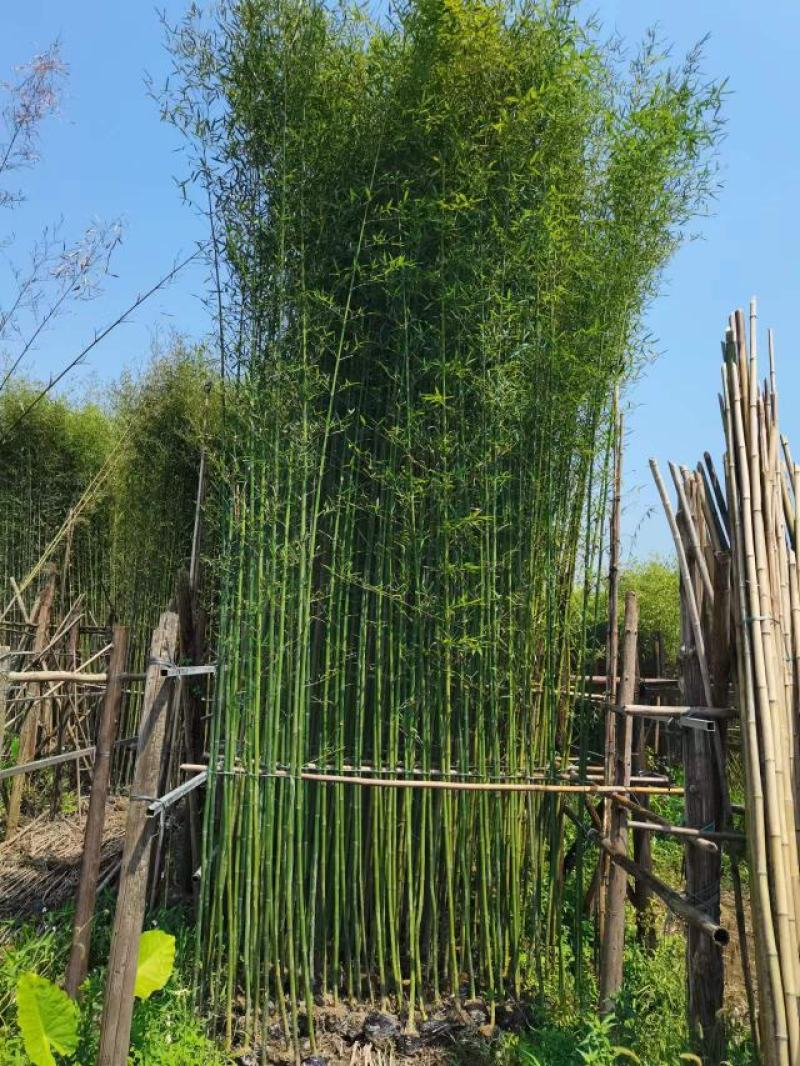 纯青皮竹
