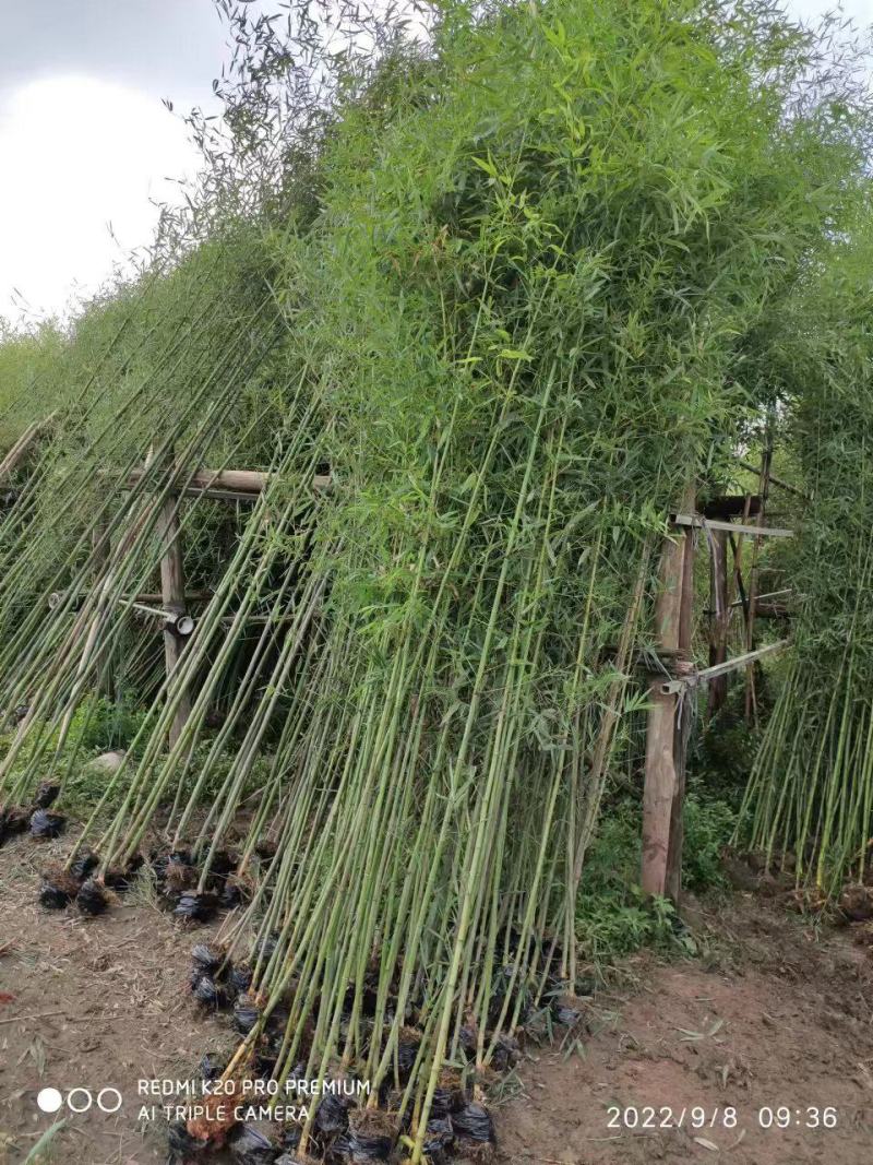 纯青皮竹