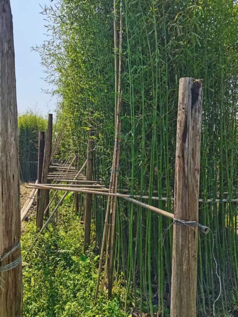 纯青皮竹