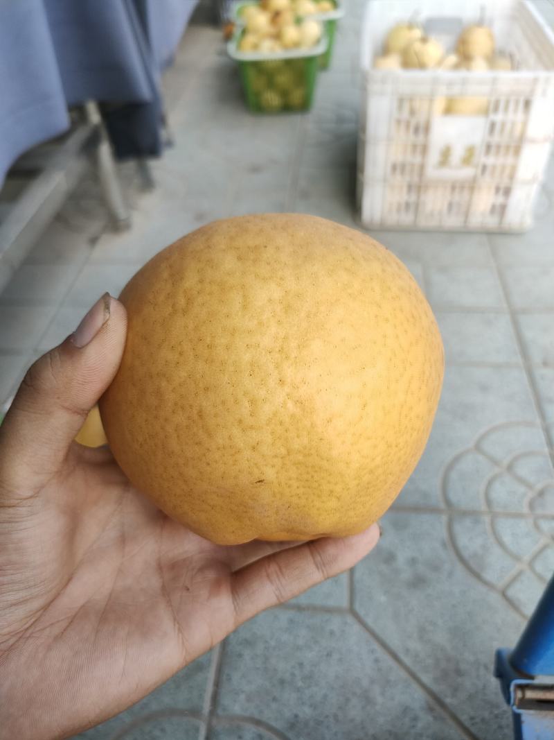 晚秋大黄梨