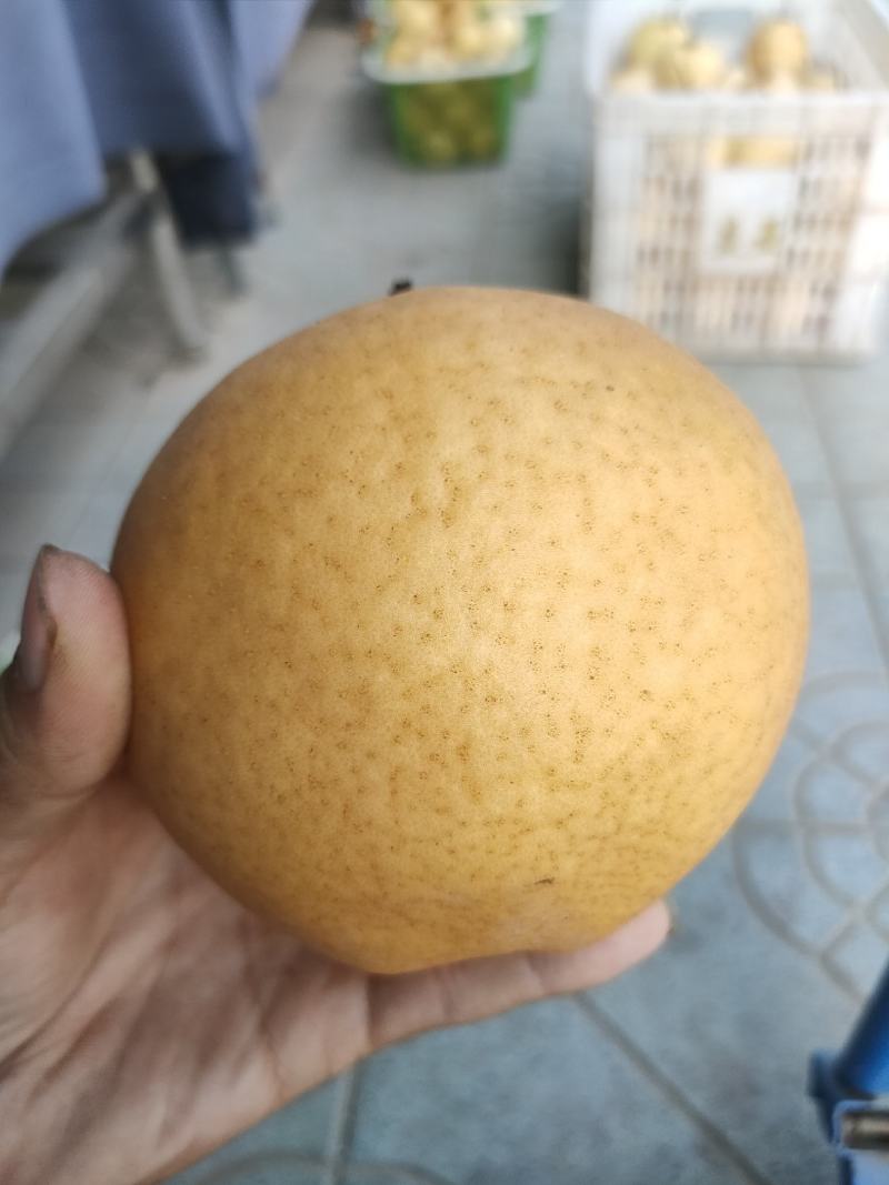 晚秋大黄梨
