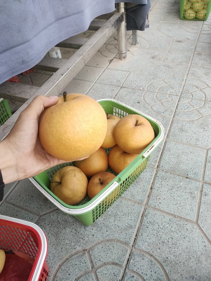 晚秋大黄梨