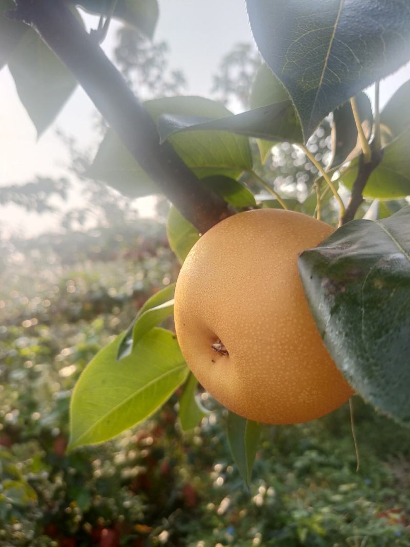 秋月梨