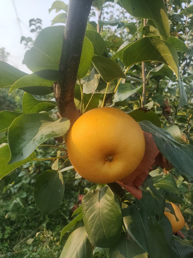 秋月梨