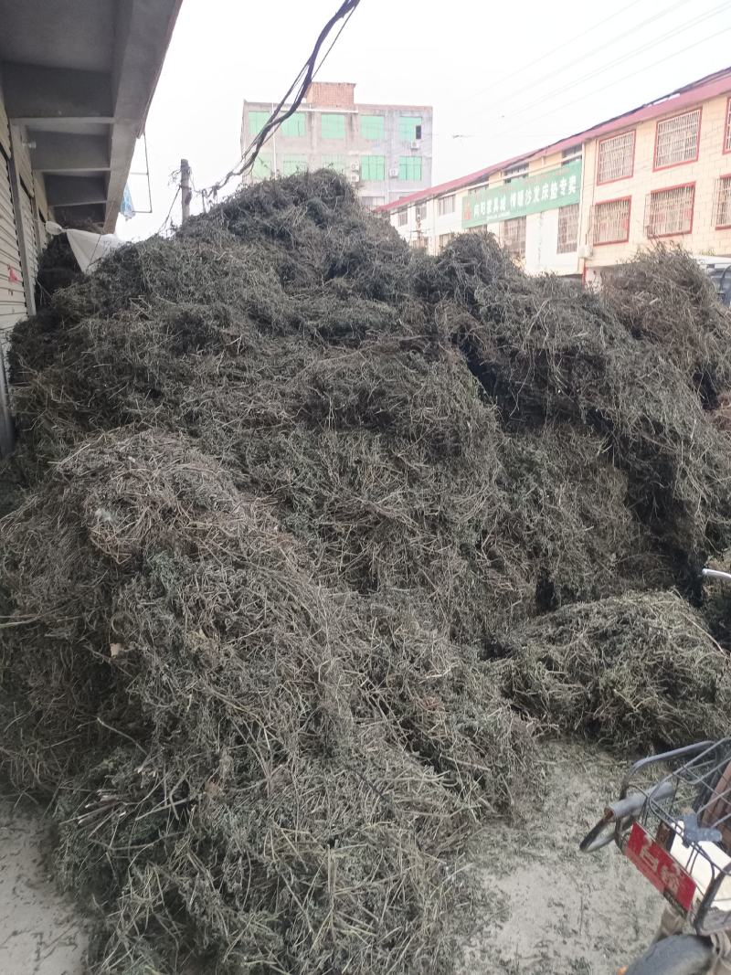 墨旱莲