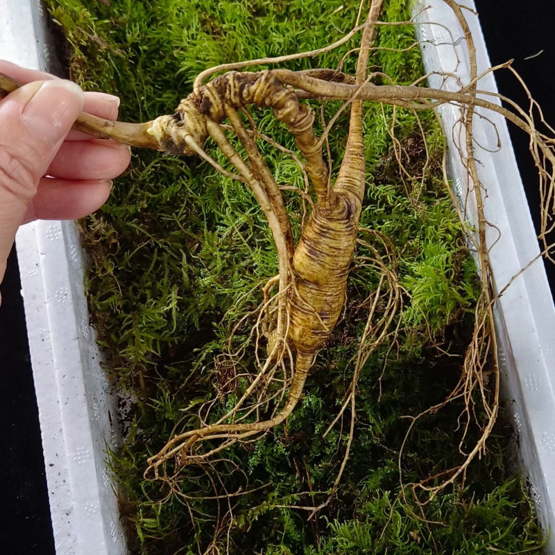 批发鲜林下山参（自家种植一手货源，林下山参基地现采现卖）