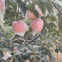 红露苹果大量有货销售，价格便宜，口感脆甜