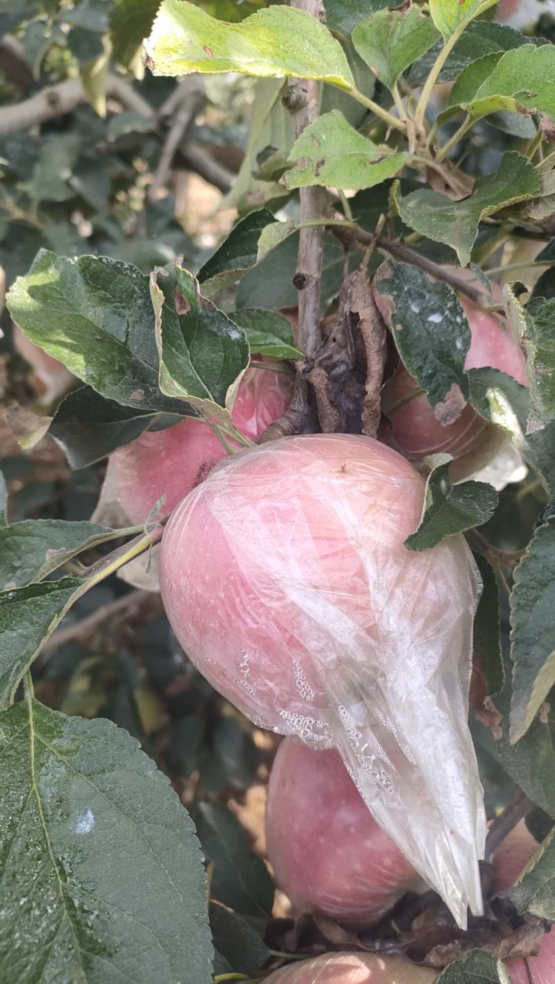 红露苹果大量有货销售，价格便宜，口感脆甜