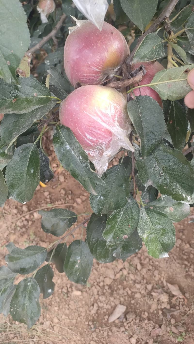 红露苹果大量有货销售，价格便宜，口感脆甜