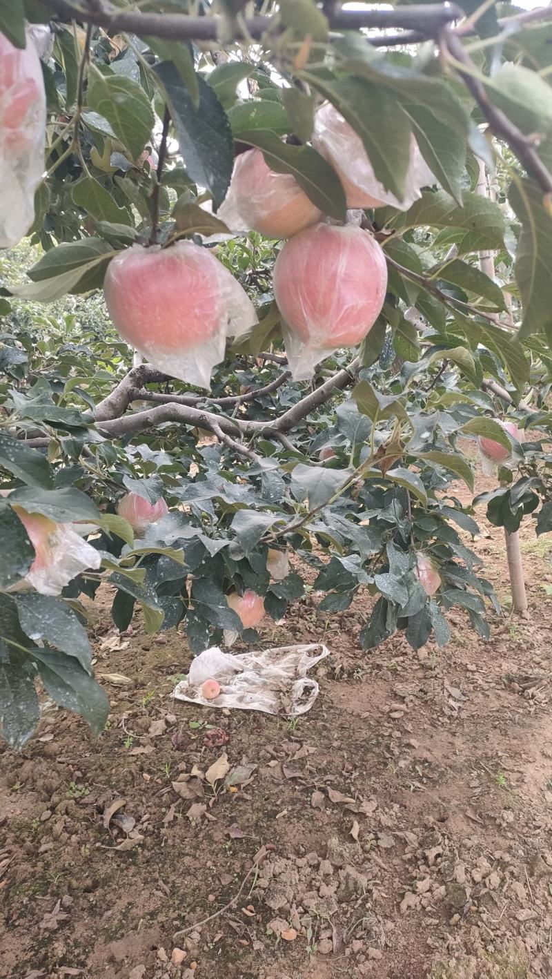 红露苹果大量有货销售，价格便宜，口感脆甜