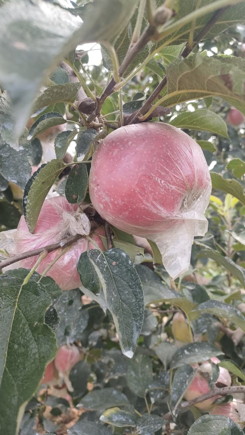 红露苹果大量有货销售，价格便宜，口感脆甜