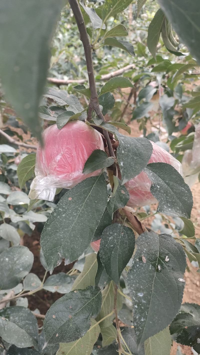 红露苹果大量有货销售，价格便宜，口感脆甜