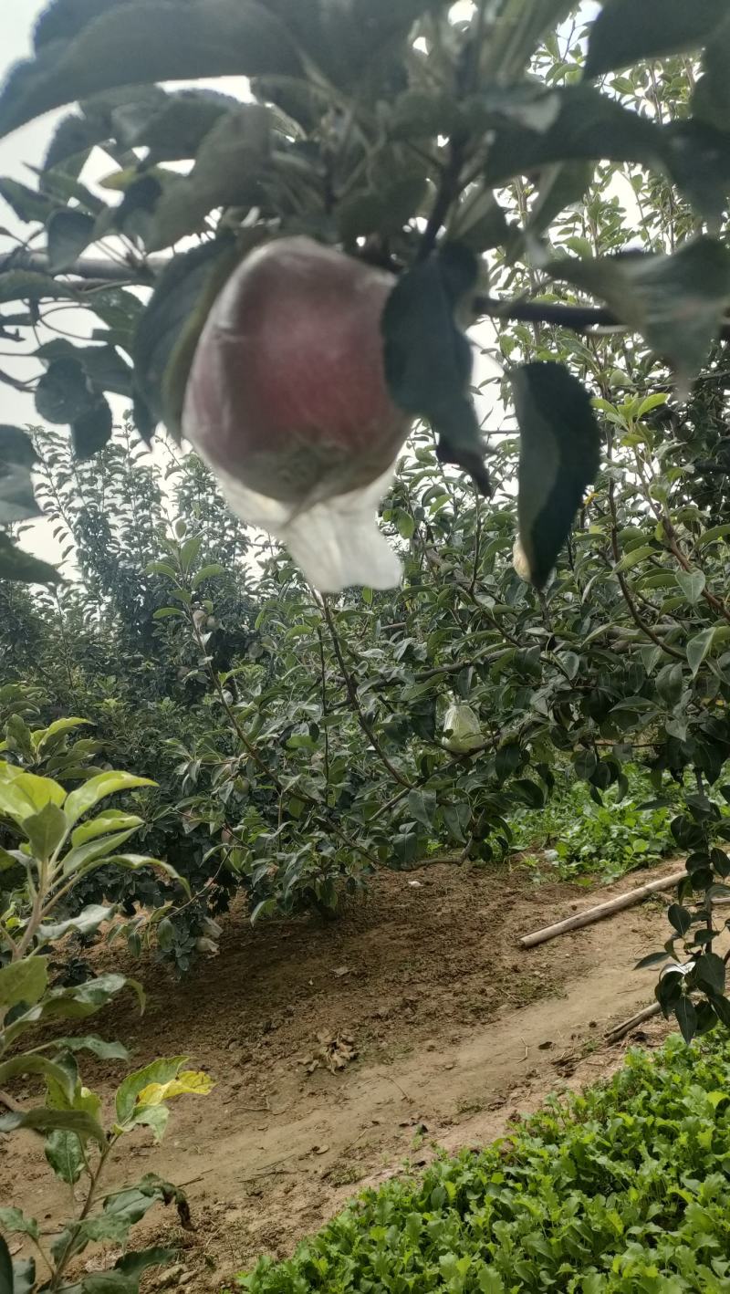 红露苹果大量有货销售，价格便宜，口感脆甜